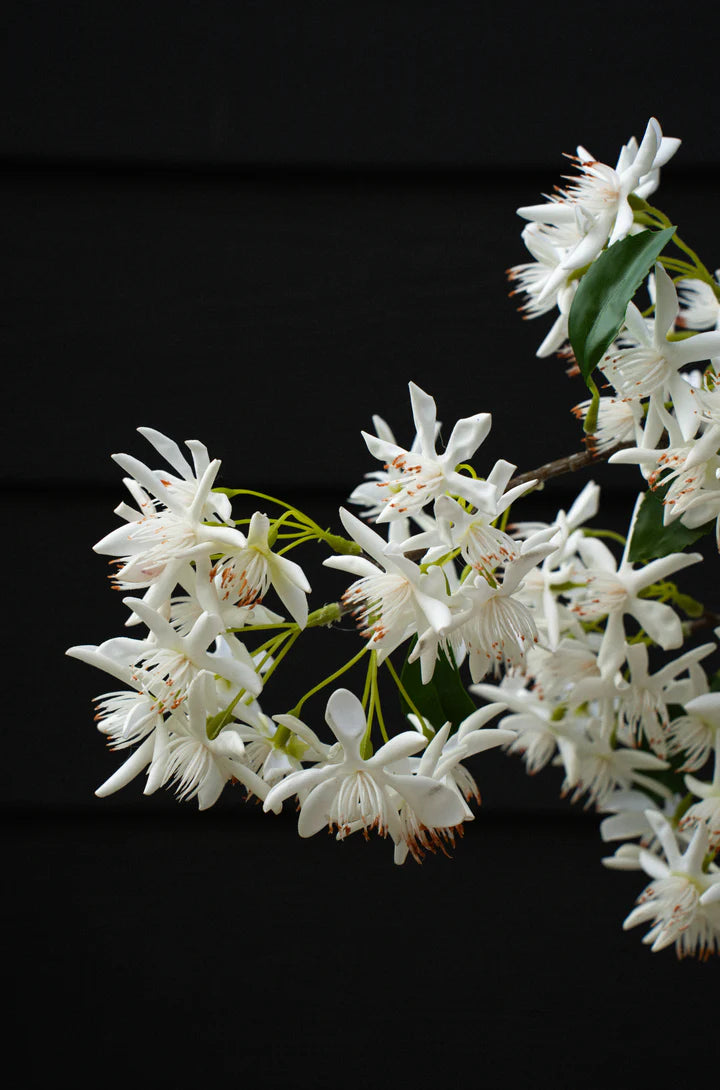 Indaba Star Magnolia Branch 01-9461