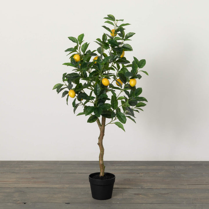 Sullivans Lemon Tree  0703T