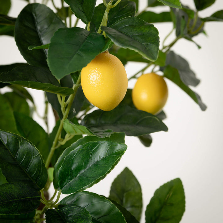 Sullivans Lemon Tree  0703T