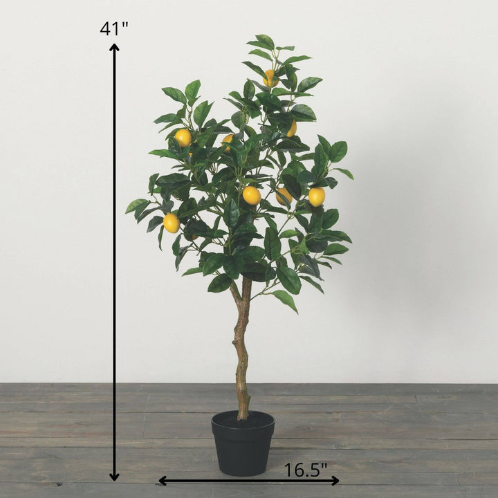 Sullivans Lemon Tree  0703T