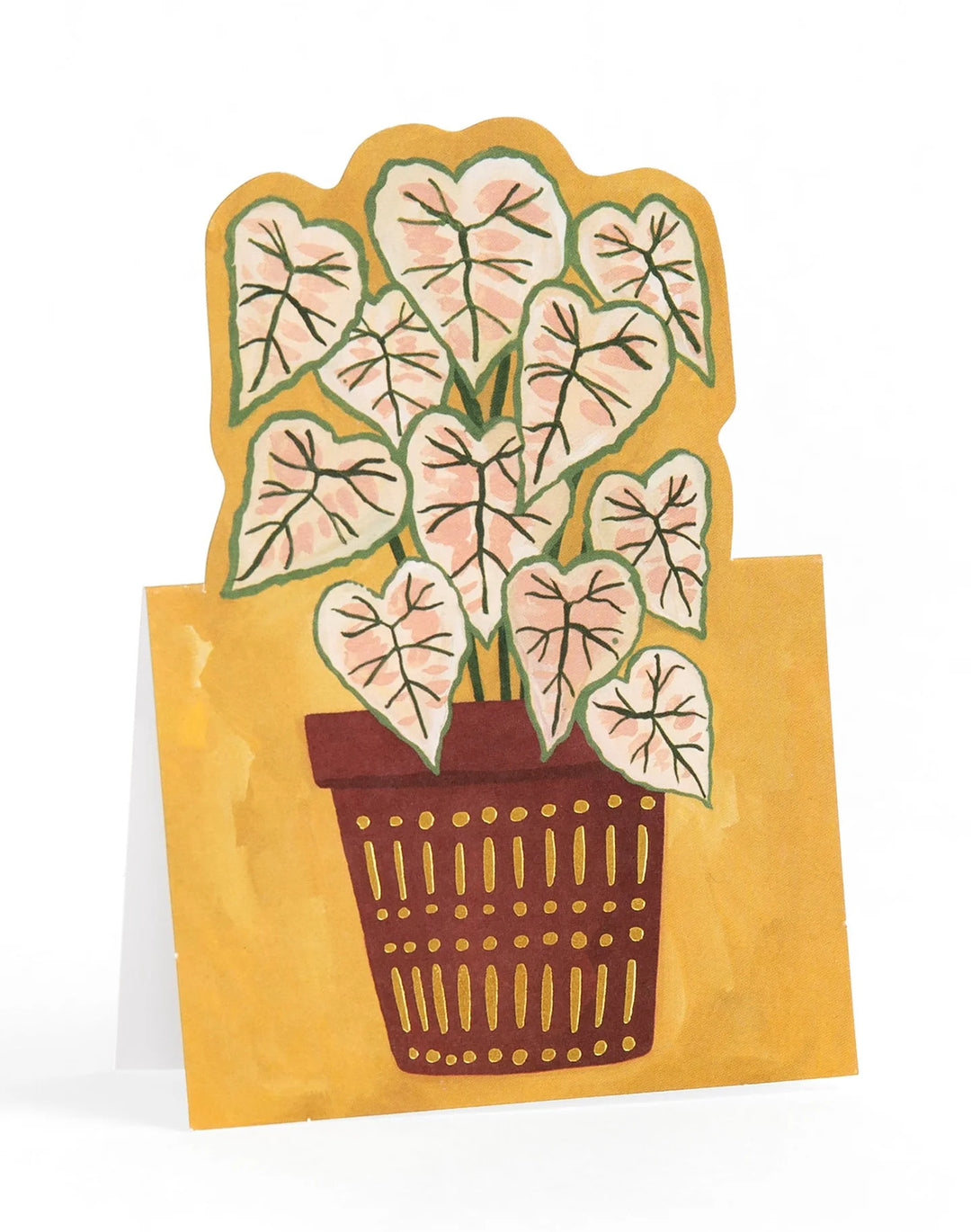 1Canoe2 Potted Plants Pop-Up Greeting Card Box Set