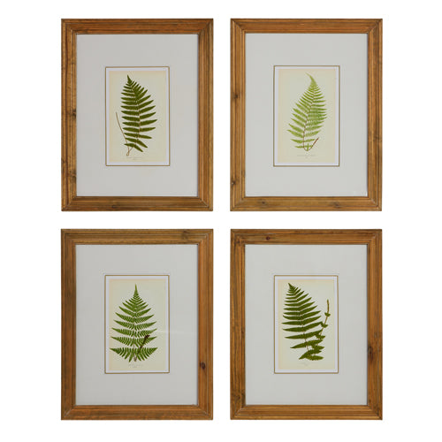 Raz 20" Fern Framed Wall Art  4544550