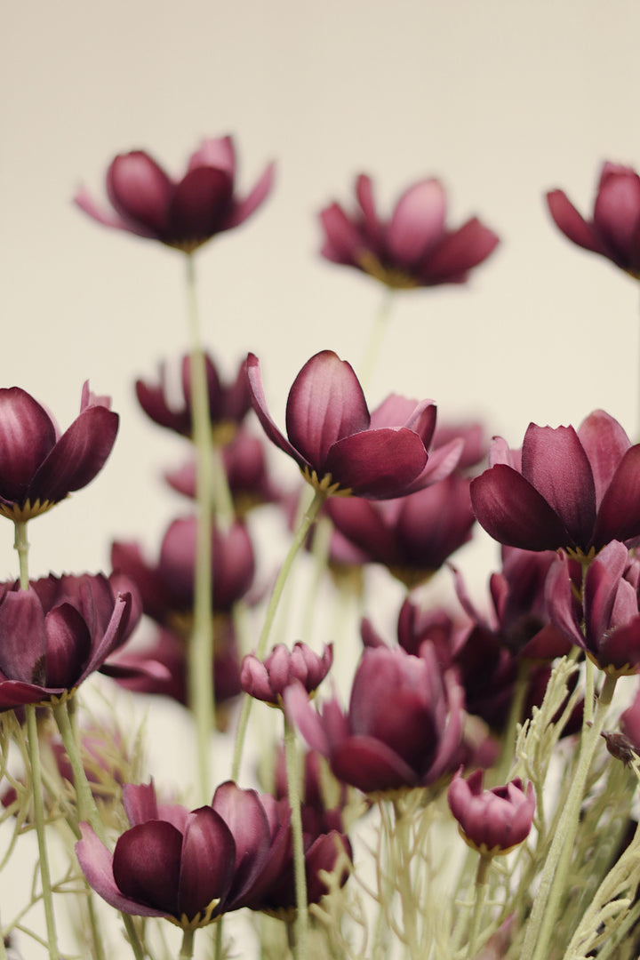 Indaba Calliopsis Spray  01-8484  Deep Purple