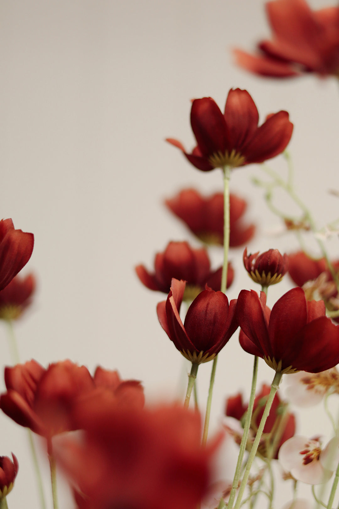 Indaba Calliopsis Spray  01-8482  Rust Red