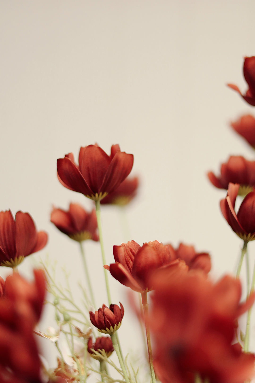 Indaba Calliopsis Spray  01-8482  Rust Red