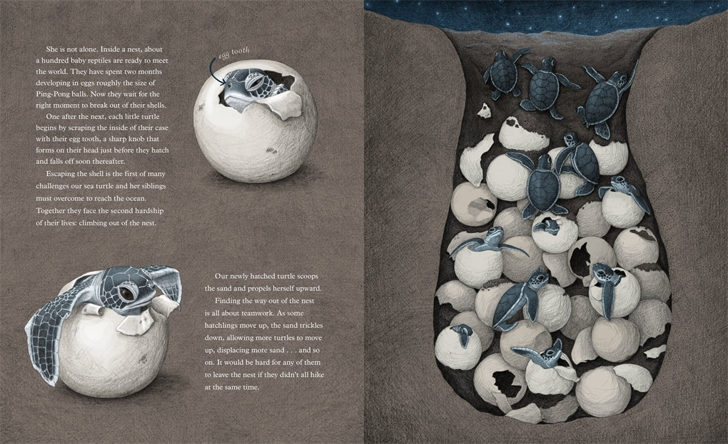 The Secret Life Of A Sea Turtle   by Maddelena Bearzi