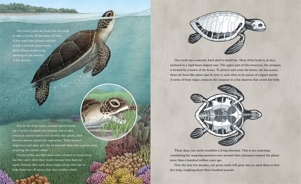 The Secret Life Of A Sea Turtle   by Maddelena Bearzi