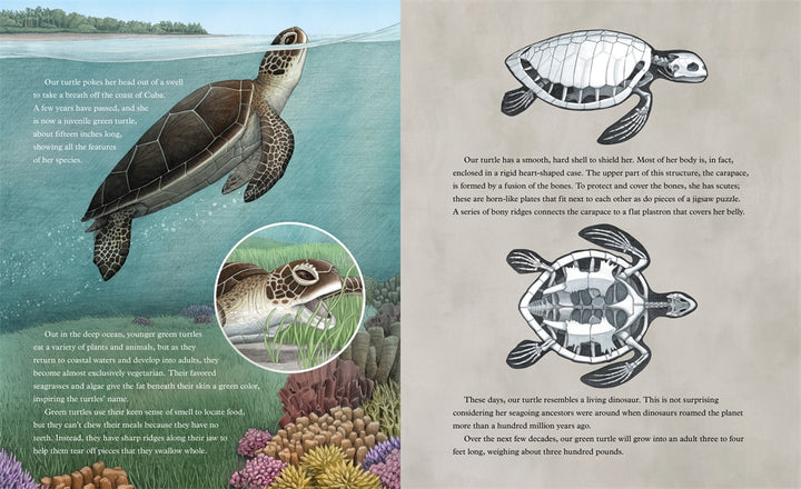The Secret Life Of A Sea Turtle   by Maddelena Bearzi