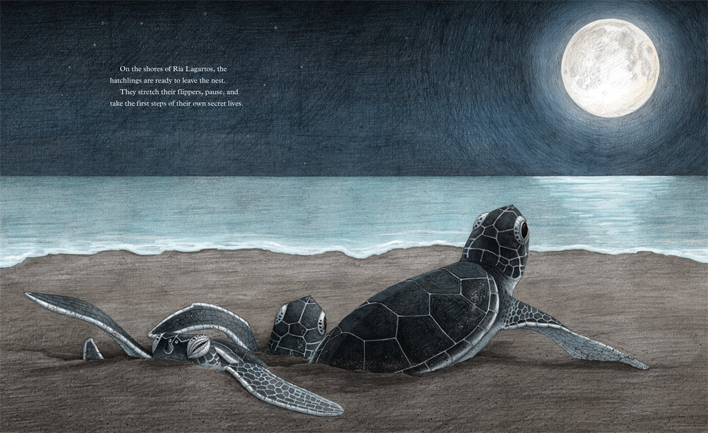 The Secret Life Of A Sea Turtle   by Maddelena Bearzi