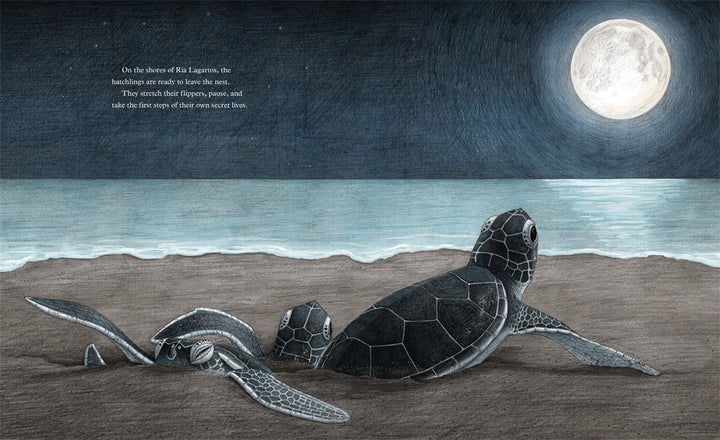 The Secret Life Of A Sea Turtle   by Maddelena Bearzi