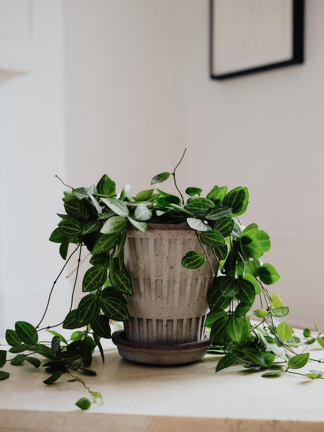 Bergs' Potter Pantheon Grey