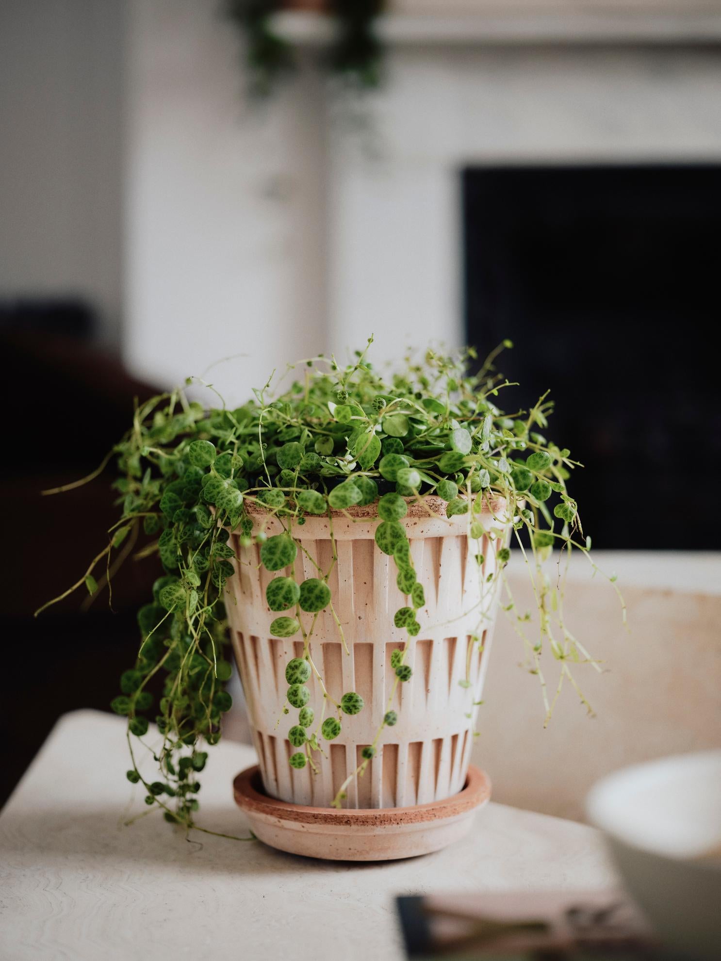 Bergs' Potter Pantheon Rosa