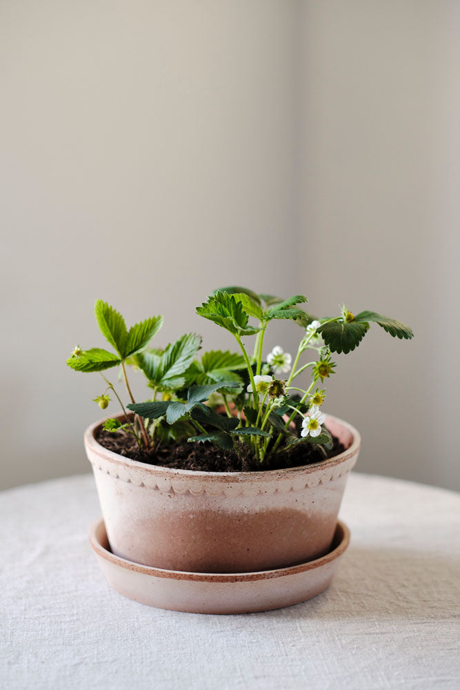 Bergs Potter Helena Pot - Rosa