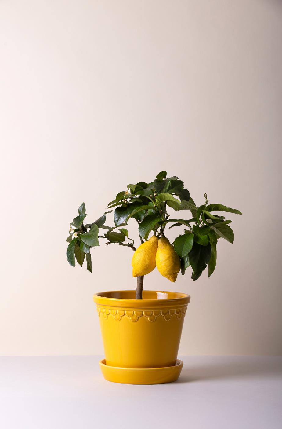 Bergs Potter Kobenhavner Pot - Amber Yellow