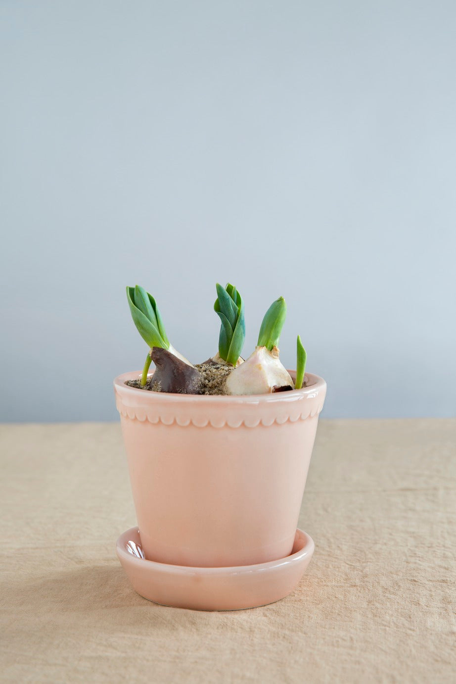 Bergs' Potter Helena Glazed - Rose Quartz