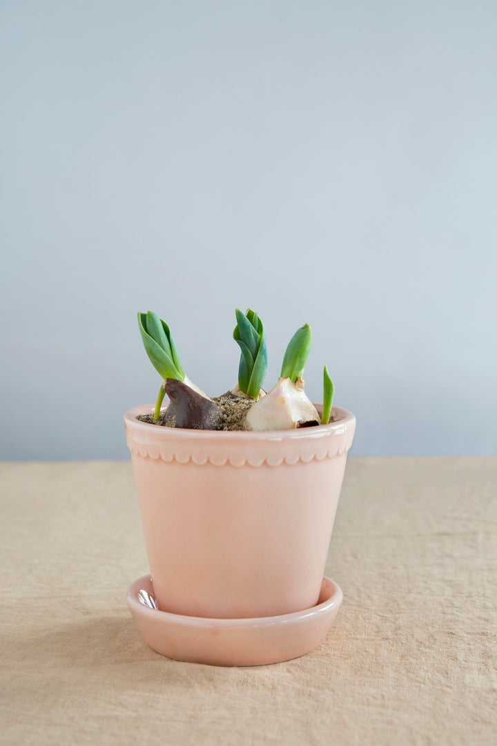 Bergs' Potter Helena Glazed - Rose Quartz