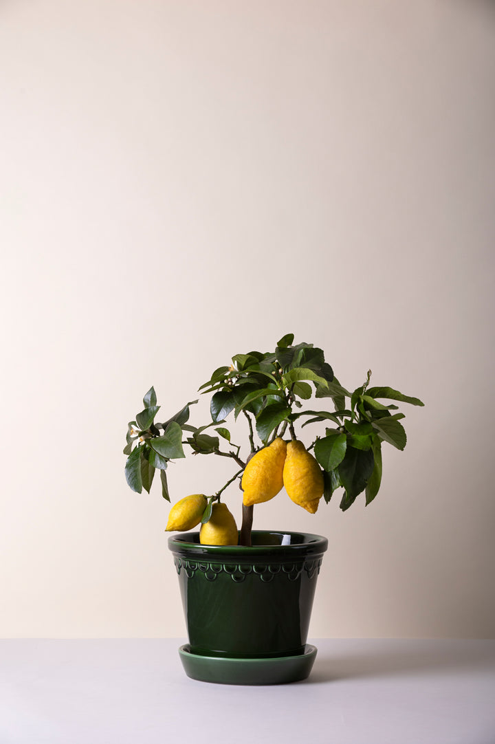 Bergs Potter Kobenhavner Pot - Emerald