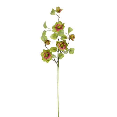 Raz Hellebore F4502181