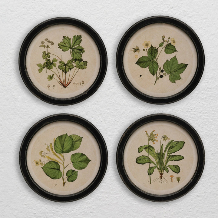 Creative Coop Framed Botanicals DF3358