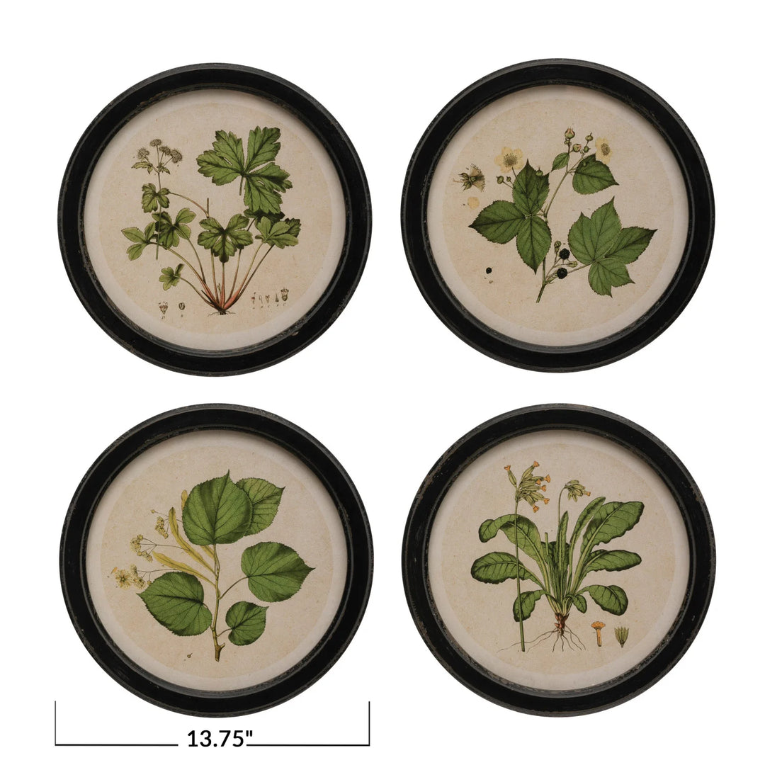 Creative Coop Framed Botanicals DF3358