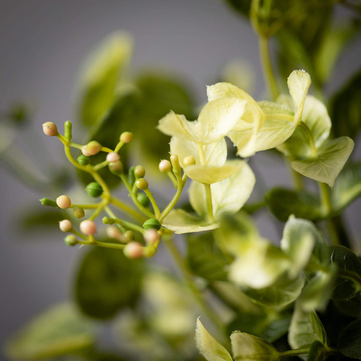 Sullivans Eucalyptus Orb EMORB