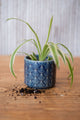 Danica Plant Pots -  Plume Collection