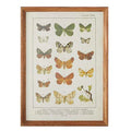 Raz Butterfly Print 4244511