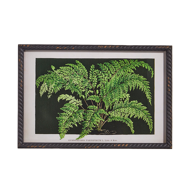 Raz Fern Framed Print 4309920
