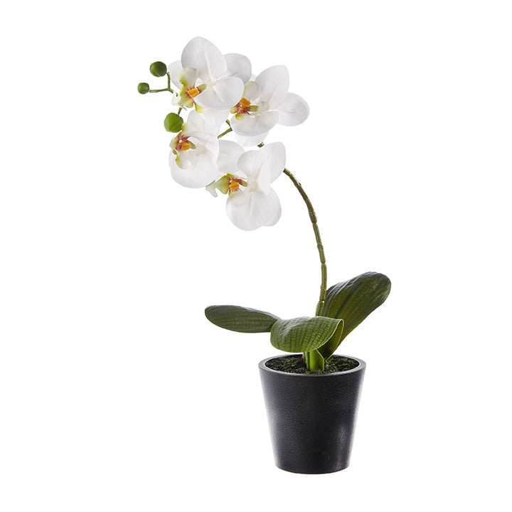 Raz Potted Orchid 4322672