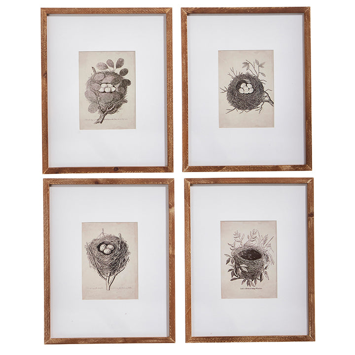 Raz Nest Framed Print 4337202