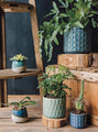 Danica Plant Pots -  Plume Collection