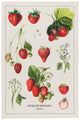 Danica Tea Towel Vintage Strawberries 2177349